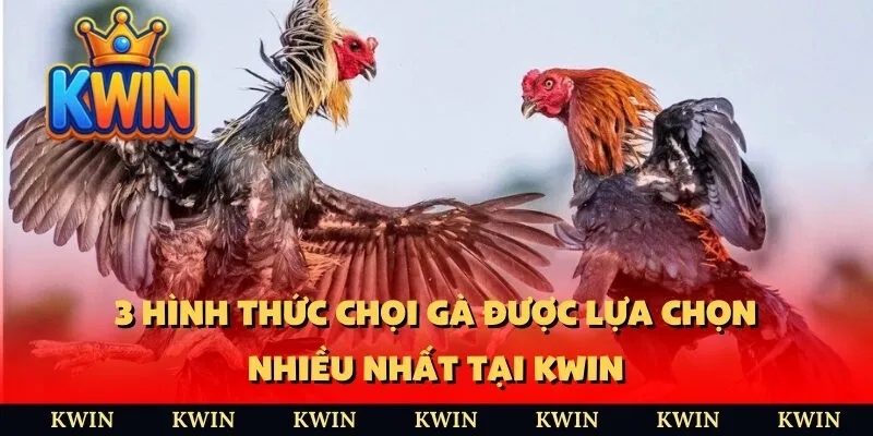 3 hình thức chọi gà được lựa chọn nhiều nhất tại Kwin