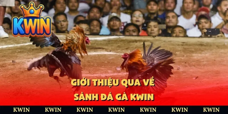Giới thiệu qua về sảnh đá gà Kwin
